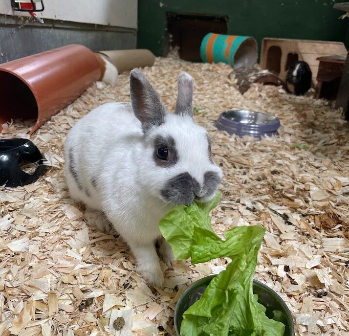 White rabbit eating lettuce in an animal care session